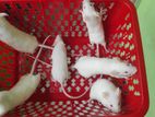 High quality Swiss Albino Rat,Mice Hamester