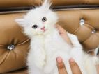 High Quality Traditional Persian Cat