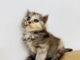 High Quality Traditional Persian Female Cat Grey Bi Color