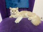 Highbreed triple coat Perian Cat