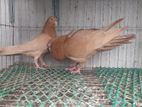 Highflyer pigeon