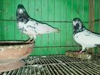 Highflyer Pigeon