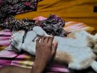 Highকোয়ালিটি Mix Bride Biral