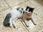 Hight quality mix cat
