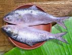 Hilsa Fish (Ilish)