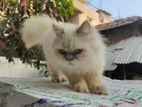 Himalayan Female Cat