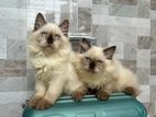 himalayan kitten cat