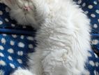 Himalayan mix Persian cat female