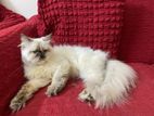 Himalayan Persian Adult Female