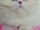 Himalayan Persian Cat