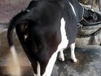 হলেস্ট্রিয়ান ফিজিয়ান বকনা