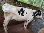 হলিস্টিন গাভী