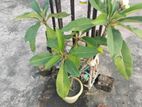 হলুদ কাঠ গোলাপ গাছ ৮ ইঞ্চি টব সহ