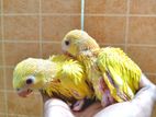 হলুদ টিয়ার বাচ্চা / lutino ringneck parrot baby