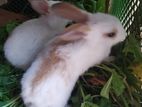 হল্যান্ড লোপ Rabbit for sale