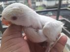 holland albino red eyed baby