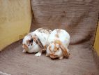 Holland lop adult pair