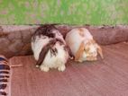 Holland lop adult pair sell