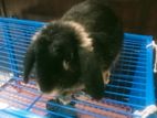 Rabbit for sell