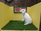 Holland Lop Bunny