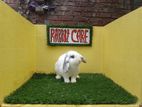 Holland lop bunny