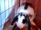 Holland lop female