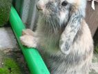 Holland Lop