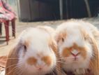 Holland lop rabbit sell.