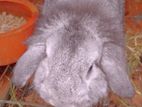 Holland Lop Male