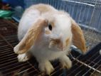 Holland Lop Male