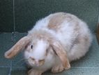 Holland Lop Rabbit