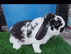 Holland lop rabbit