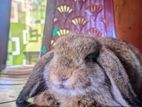 Holland lop rabbit