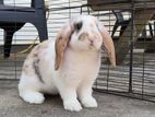 Holland Lop Rabbit