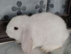 Holland Lop Rabbit