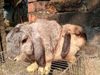 Holland lop rabbit