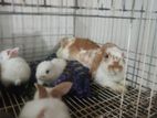 Holland Lop rabbit with 6 babies