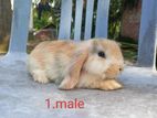 Holland lop rabit