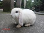 Holland lop rabit