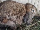 Hollandlop Male and Female Rabbit