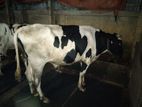 Holstein freesian bull