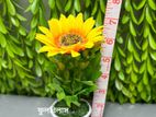 হোম ডেকোরেশন