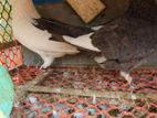 Homa Piegion For Sale
