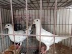 হোমা বিউটি
