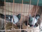 হোমা কবুতর