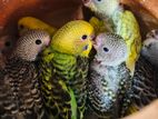 Home breed baby budgie/budgerigar, Albino Adult female budgie