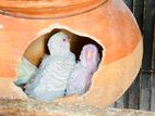 Home Breed Baby Budgie/budgerigar