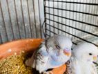 Home breed budgerigar, budgie baby