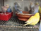 Home breed budgie/ budgerigar