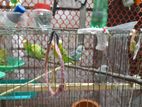Home breed Budgie